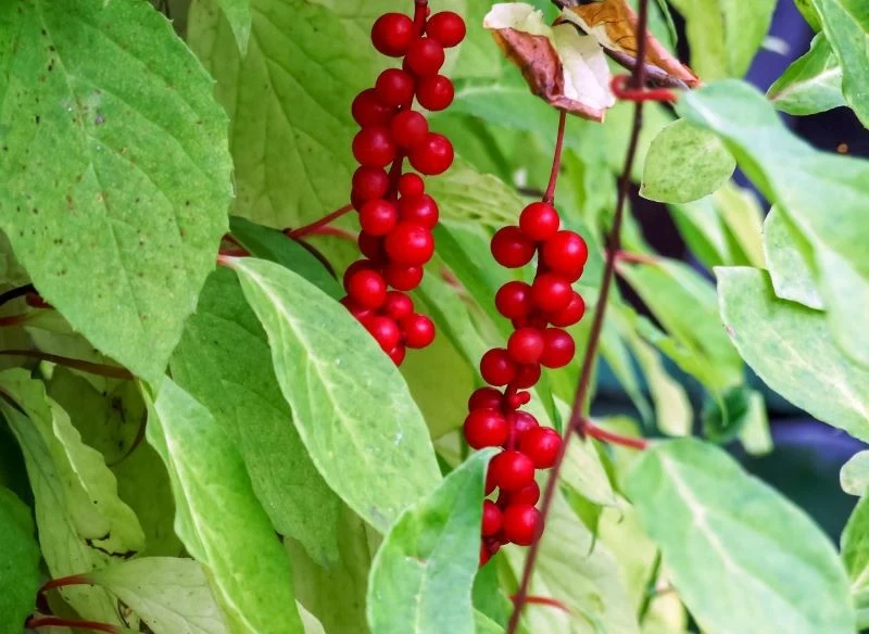 Cytryniec chiński wydaje rubinowe owoce