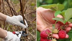 Przycinanie malin to jeden z niezbędnych zabiegów pielęgnacyjnych.