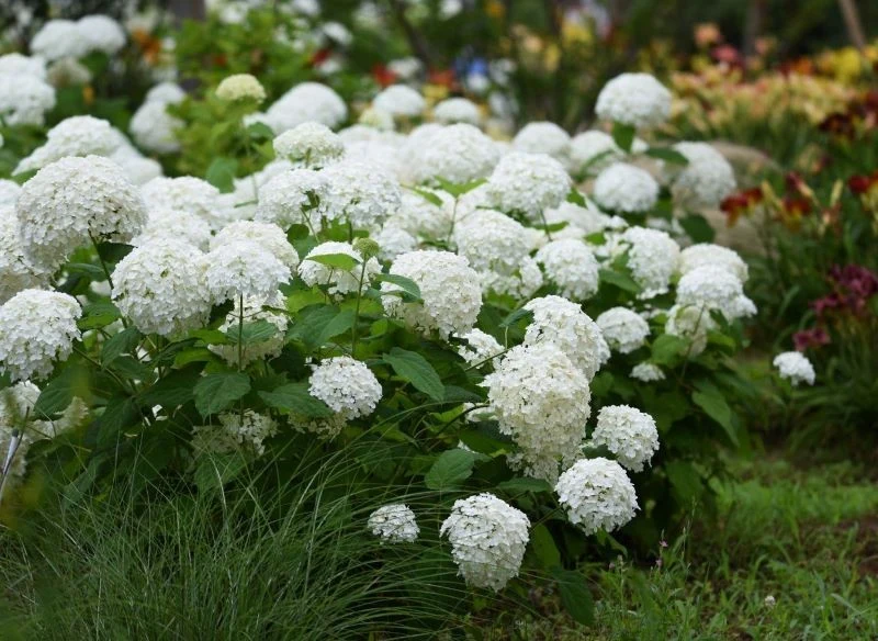Nawozy pobudzają hortensję do kwitnienia
