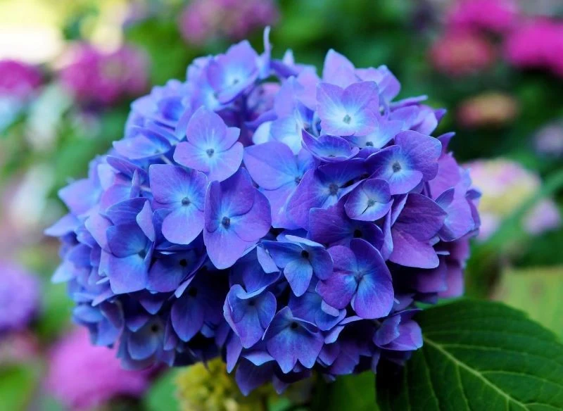 Niektóre nawozy wybarwiają kwiaty hortensji