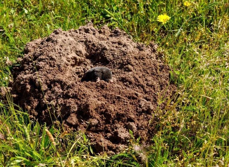 Krety to prawdziwe utrapienie ogrodników