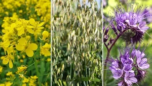 Rośliny fitosanitarne sprawdzają się w walce ze szkodnikami, chorobami oraz chwastami.