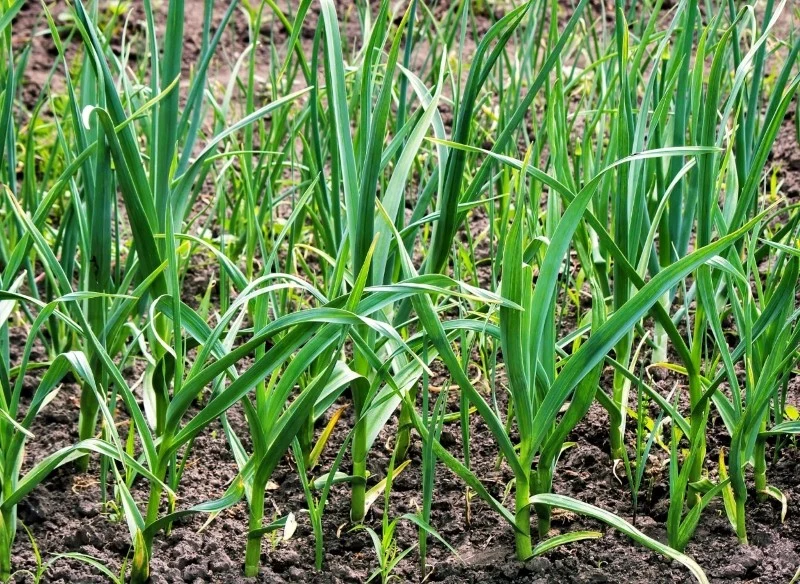 Czosnek to roślina fitosanitarna, która jest stosowana do ochrony innych gatunków przed szkodnikami i chorobami