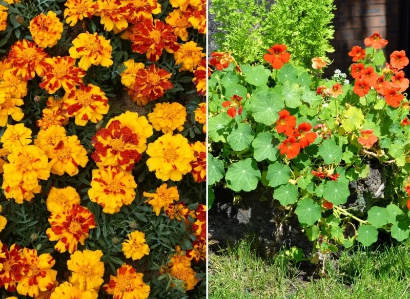 Do roślin fitosanitarnych zaliczamy niektóre gatunki ozdobne