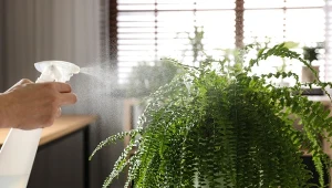 Po zimie paprotka wymaga szczególnej troski.