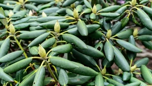 Rododendron po zimie może być w kiepskiej kondycji.