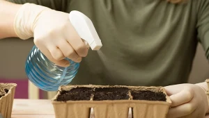 Podpowiadamy, dlaczego nie warto podlewać nasion po siewie.