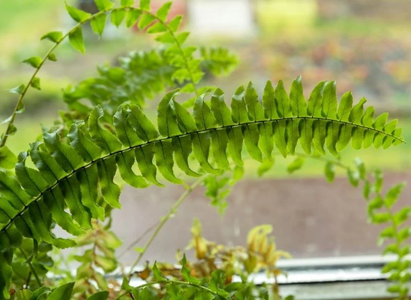 Liście paproci zimą często usychają