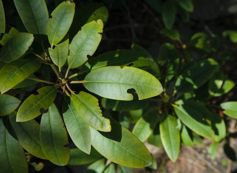 Chorych gałązek rododendronów trzeba się pozbyć