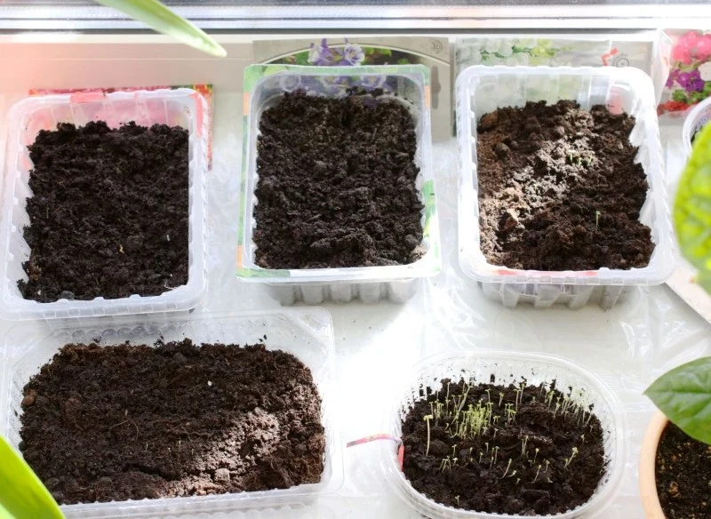 Po wysiewie nasion młode siewki wymagają zapewnienia odpowiednich warunków do wzrostu