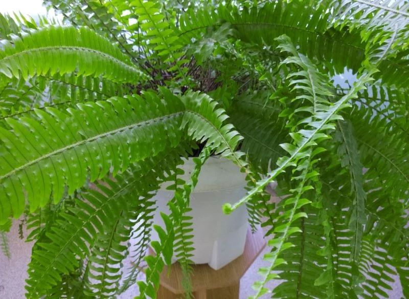 Dzięki nawozom paprotka wypuści nowe liście