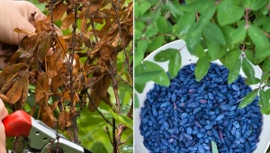 Odpowiednie przycinanie jagody kamczackiej pozwala cieszyć się wyjątkowo udanymi zbiorami w sezonie.