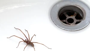Nie lubisz pająków? Poznaj sposób, jak się ich w końcu pozbyć ze swojego domu.