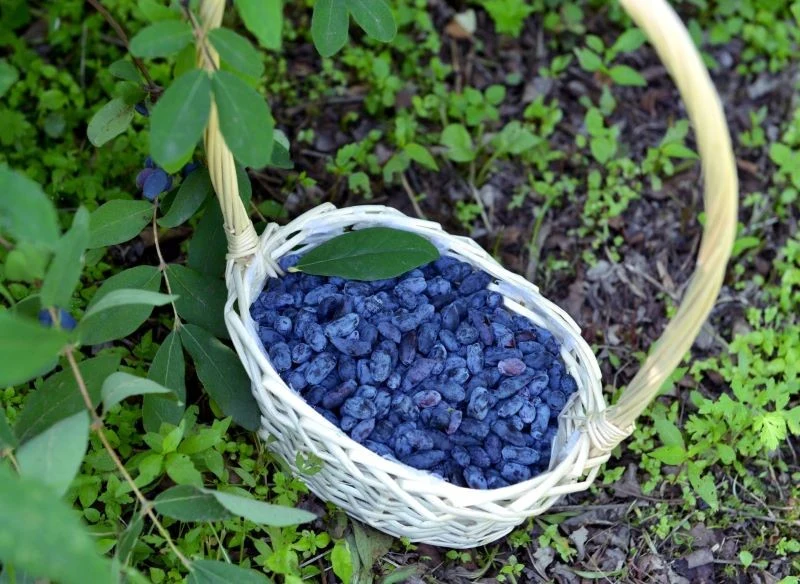 Jagodę kamczacką cenimy za plenność