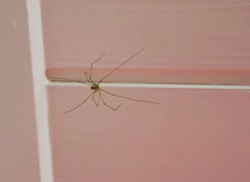 Pająki mogą się pojawić w każdym domu