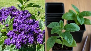 Heliotrop uprawia się z przygotowanej wcześniej rozsady.