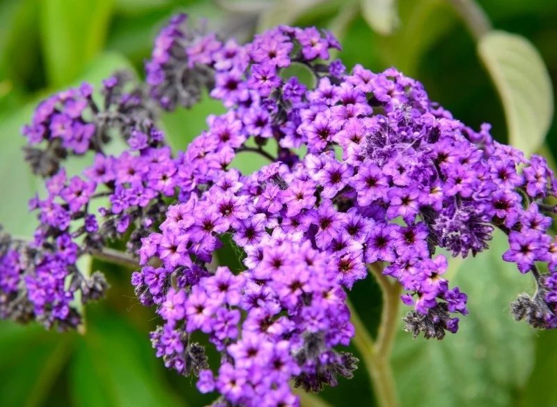 Główną ozdobą heliotropu są piękne, intensywnie pachnące kwiaty