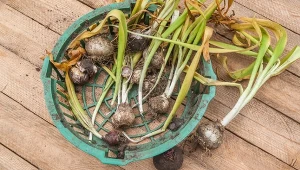 Co zrobić z cebulkami hiacyntów? Jak je przechowywać?