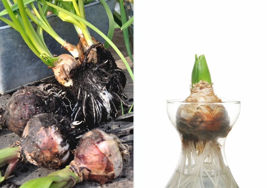 Jesienią na przełomie września i października cebulki hiacyntów należy posadzić w ogrodzie w słonecznym albo lekko zacienionym miejscu