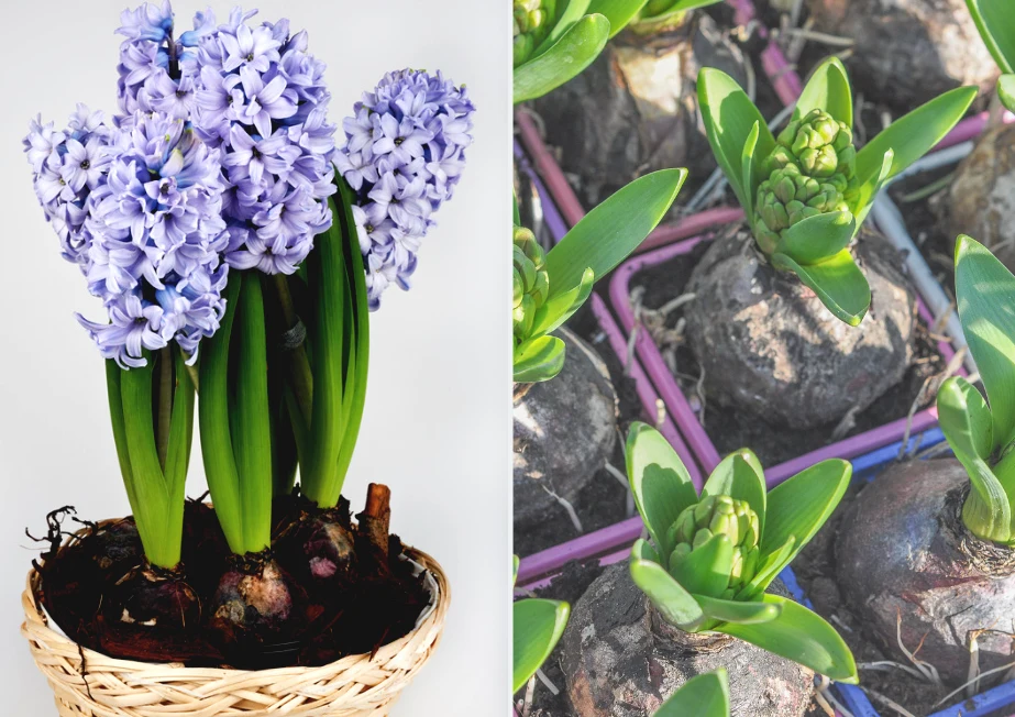 Hiacynty kwitną tylko raz w roku, najczęściej od marca do maja