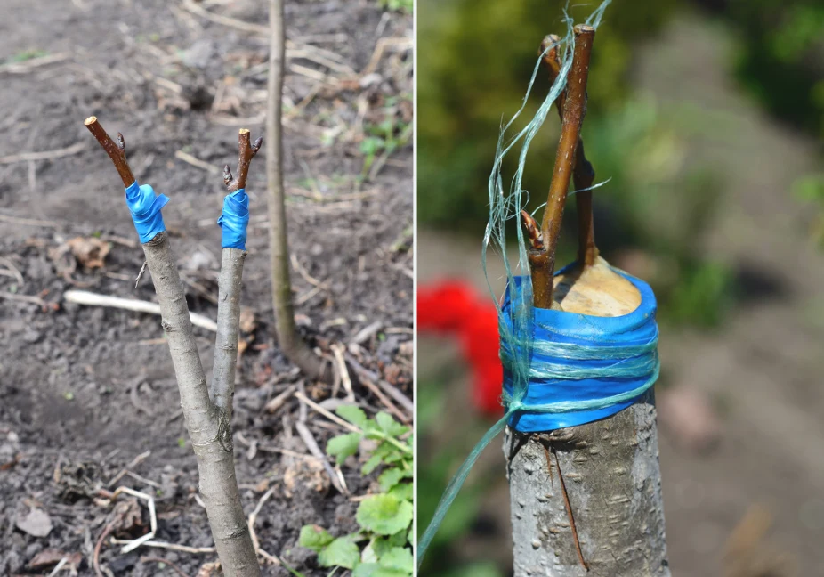 Co do zasady szczepienie drzewek i krzewów przeprowadza się przed wejściem roślin w okres wegetacyjny, czyli w okolicach stycznia i lutego, choć zw...