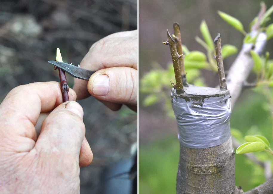 Drzewka i krzewy owocowe szczepić można na różne sposoby