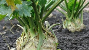 Seler korzeniowy Albin to odmiana, która jest jedną z najczęściej polecanych przez doświadczonych ogrodników.