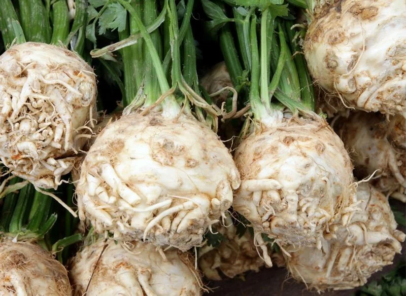 Seler 'Albin' zachwyca wielkością korzeni