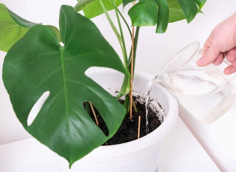 Monstera lepiej znosi okresowe susze niż nadmiar wilgoci