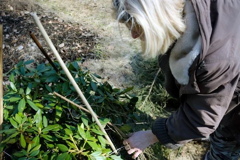 Rododendrony po zimie można odkryć, gdy ustąpią mrozy, a temperatura wzrośnie