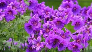 Bodziszek – kwiat z ogrodu babci, który wyróżnia się kolorem, rozrasta w oczach i pokrywa szczelnie miejsce nasadzenia.