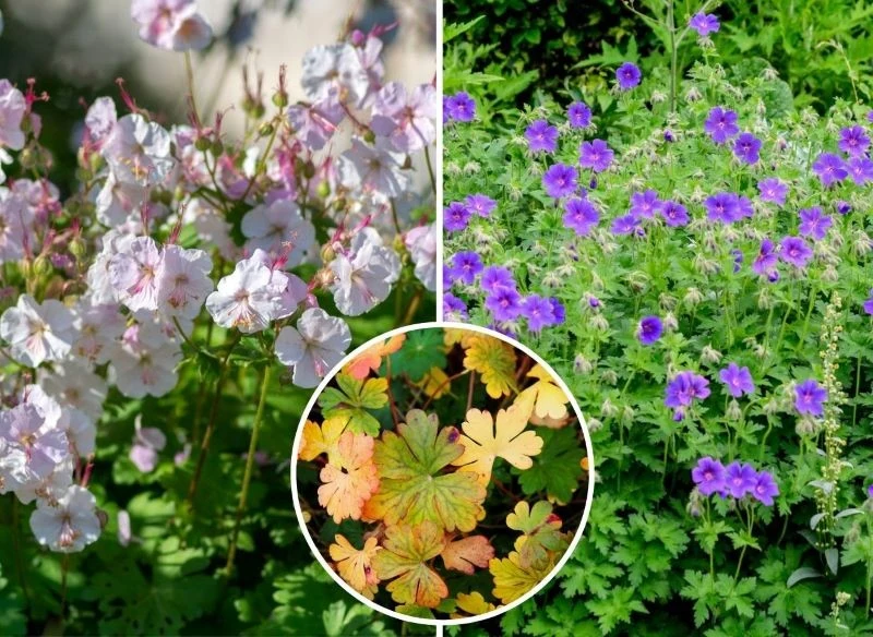 Latem wynoszą się ponad liśćmi białe, fioletowe, niebieskie lub różowe kwiaty