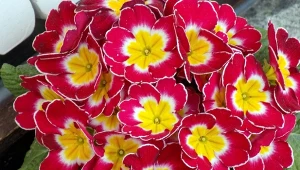 Kolorowe prymulki, czyli pierwiosnki, zapowiadają nadejście wiosny.