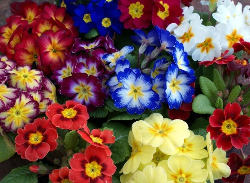 Pierwiosnki występują w wielu ciekawych kolorach