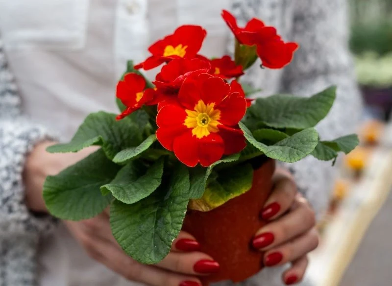 Kupując prymulki w doniczkach, warto dokładnie się im przyjrzeć