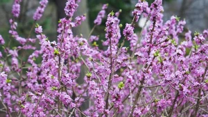 Niezwykle piękny, ale niebezpieczny zwiastun wiosny. Uprawa i pielęgnacja wawrzynka