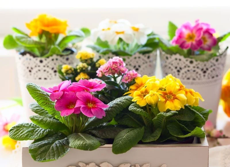 Właściwe podlewanie jest sekretem udanej uprawy prymulek