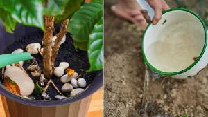 Nawozem z chleba zasilisz zarówno rośliny domowe, jak i ogrodowe.