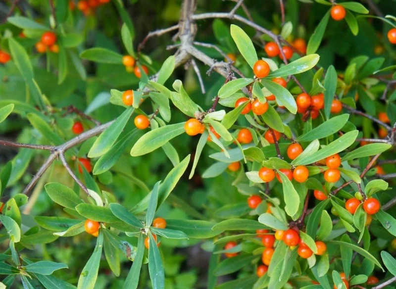 Wszystkie części wawrzynka są silnie trujące