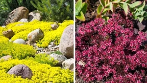 Ciekawe odmiany rozchodników nadają się do okrywania ogrodów skalnych, rabatek oraz sadzenia w donicach. Fot. CanvaPro