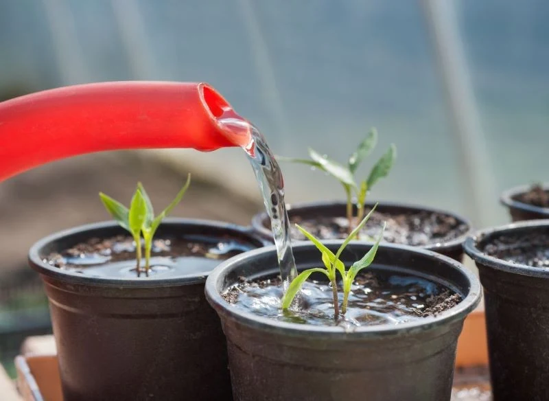 Nawozem z chleba możemy zasilać sadzonki pomidorów