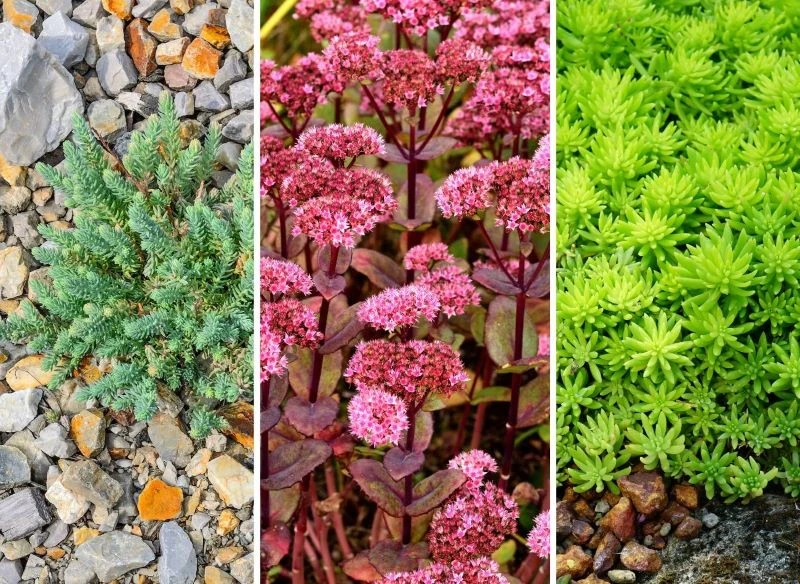 Sklasyfikowano ponad 500 odmian rozchodników płożących, kwitnących, wprost idealnych na trudne w aranżacji skalniaki i gleby niskiej jakości