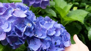 Co zrobić, żeby hortensje kwitły na niebiesko? Do ich zabarwienia potrzebujesz... owocowych skórek, które zakwaszą glebę. To nie wszystko.