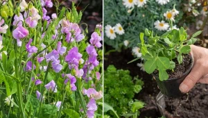 Rozsada groszku pachnącego pozwala wcześniej uzyskać kwitnące rośliny.