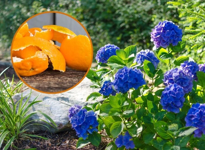 Dodanie skórek hortensji do ziemi, poprzez ich zakopanie w pobliżu systemu korzeniowego, pozwoli zakwasić glebę