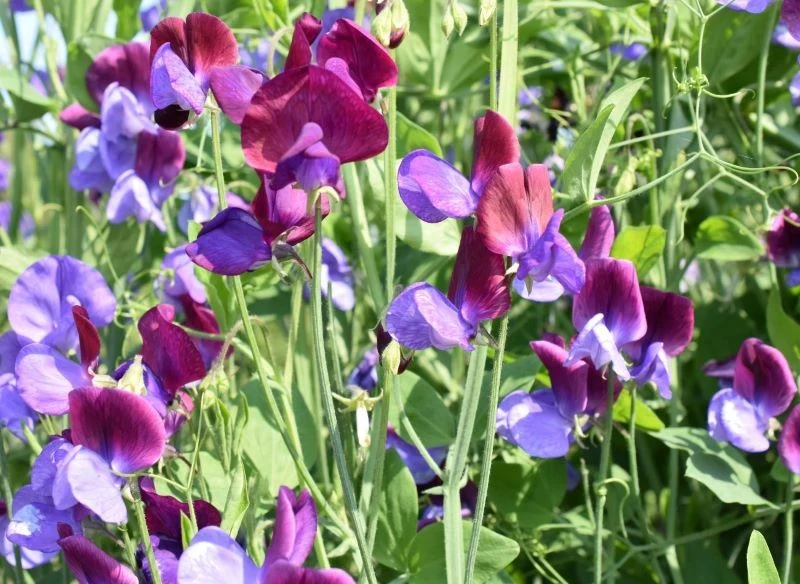 Motylkowate kwiaty groszku pachnącego są piękną ozdobą ogrodu