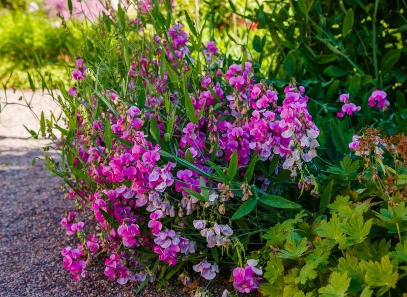 Groszek pachnący możemy siać bezpośrednio do gruntu lub na rozsadę