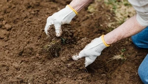 Jeśli chcesz użyźnić glebę, warto zastosować wermikompost. Co to jest i jak go prawidłowo używać?