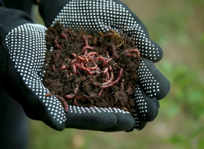 Wermikompost to produkt końcowy, który powstał w wyniku przerabiania materii organicznej przez dżdżownice