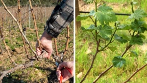 Poznaj 5 sposobów na formowanie winorośli i wybierz ten, który sprawdzi się w twojej uprawie.